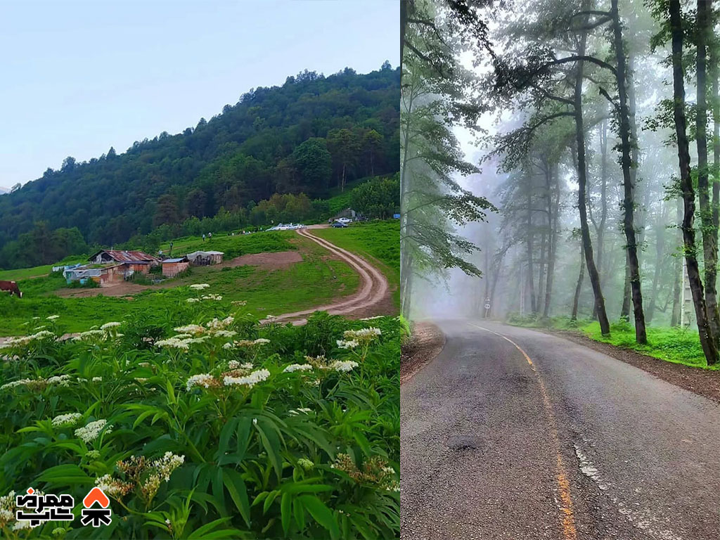 جنگل دالخانی - فروشگاه لوازم کمپ و طبیعت گردی ممرض شاپ