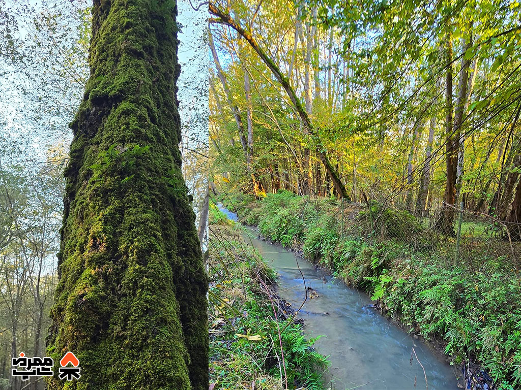 جنگل نور - فروشگاه لوازم کمپ و طبیعت گردی ممرض شاپ