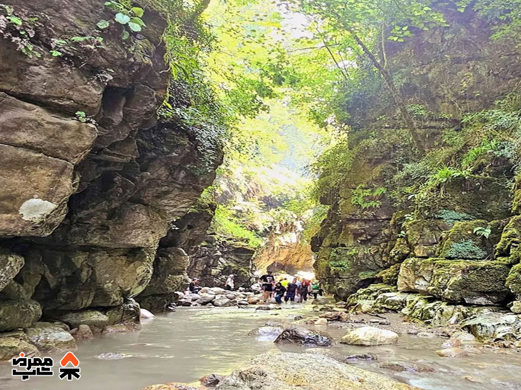 جنگل تنگه دار - فروشگاه لوازم کمپ و طبیعت گردی ممرض شاپ