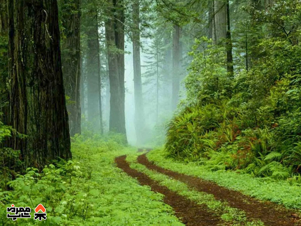 جنگل سی سنگان - فروشگاه لوازم کمپ و طبیعت گردی ممرض شاپ